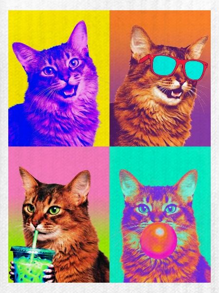 Katzen Somali Katze