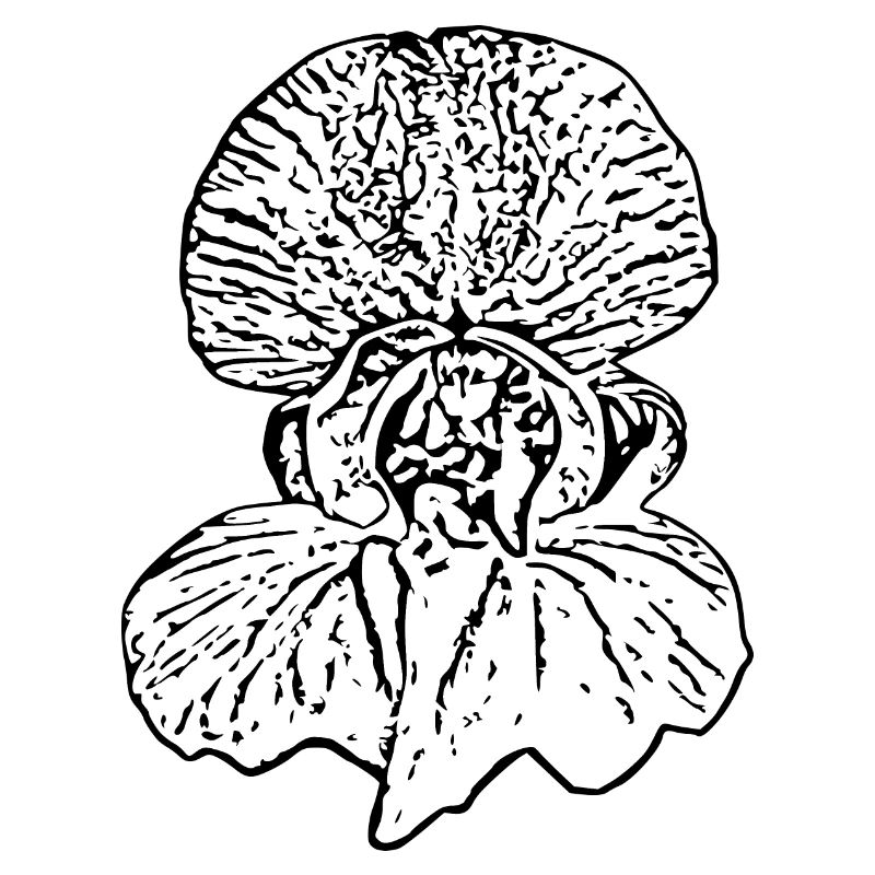 Fleur, Blanc, Fleurs, Fleur Blanche, Orchidée