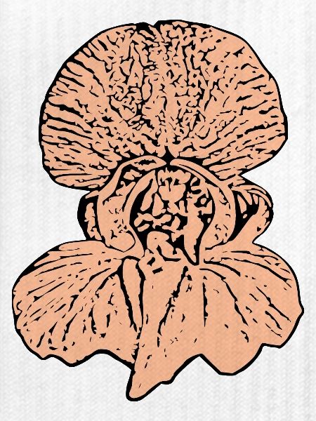 Orchidee rosa