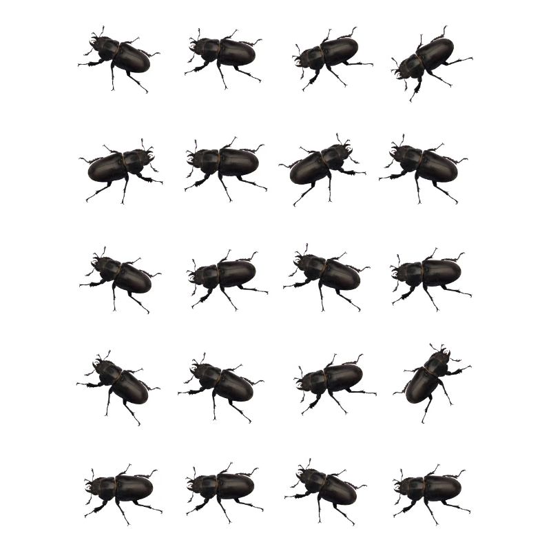 Stag Pattern