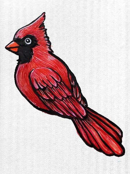 Roter Kardinal-Sketch