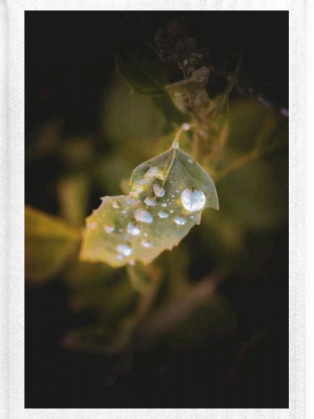 Blatt-Wassertropfen