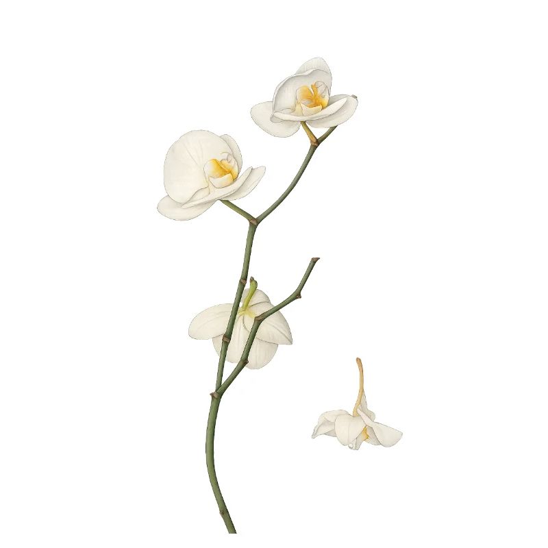Élégante fleur d’orchidée blanche