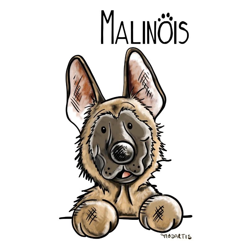 Süßer Malinois