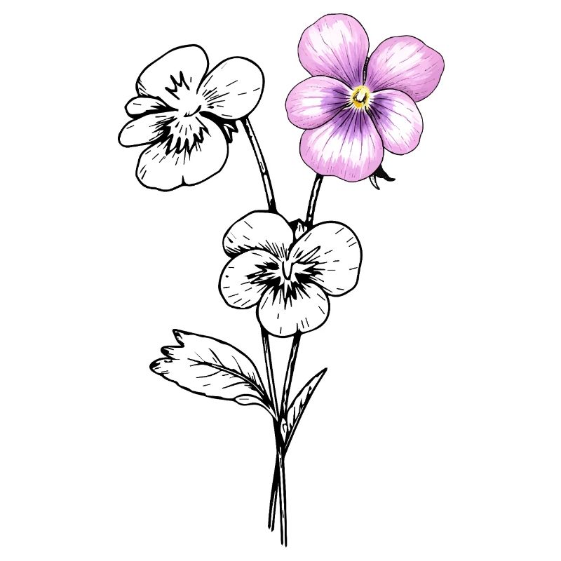 Illustration de fleurs de pensée