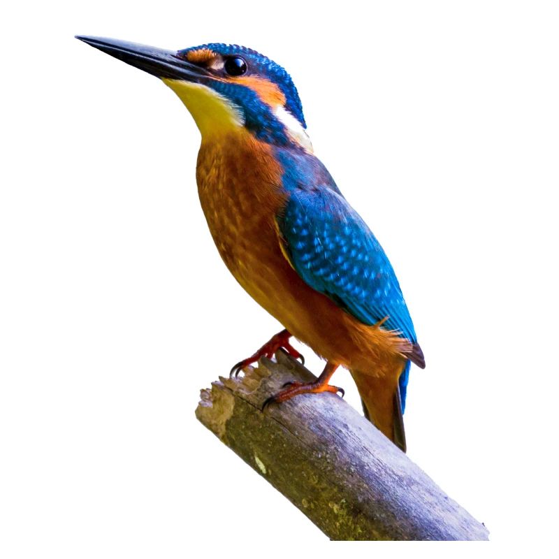 eisvogel