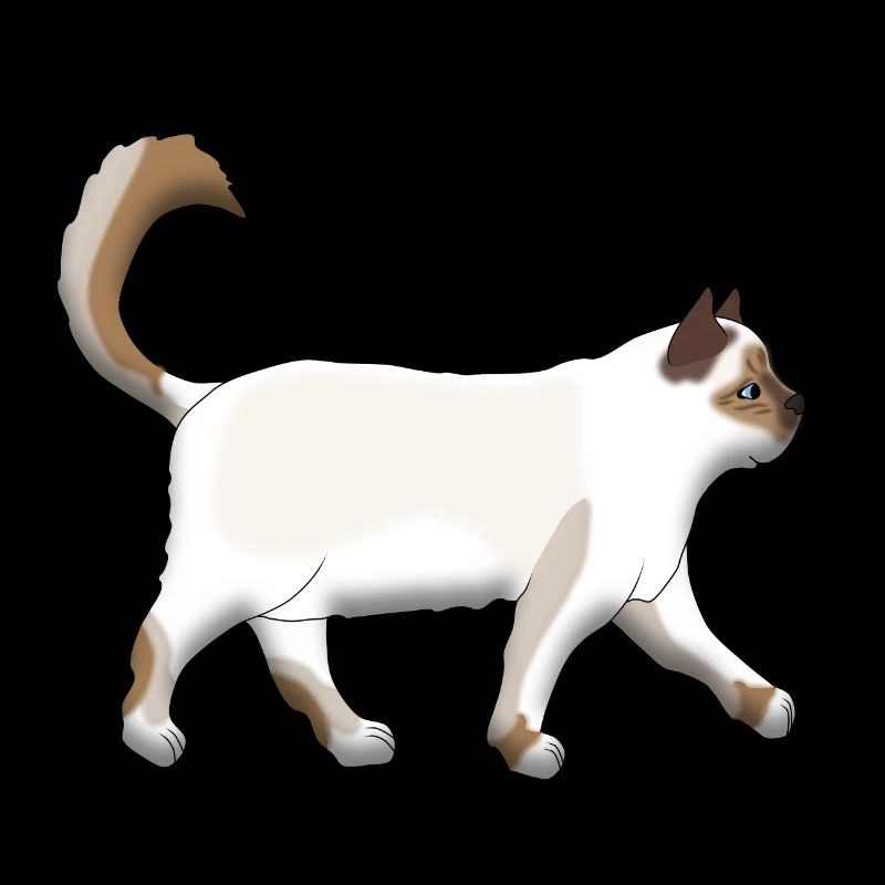 Sacred Birman goes