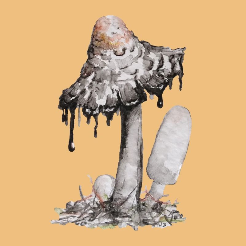 champignon de l’encre