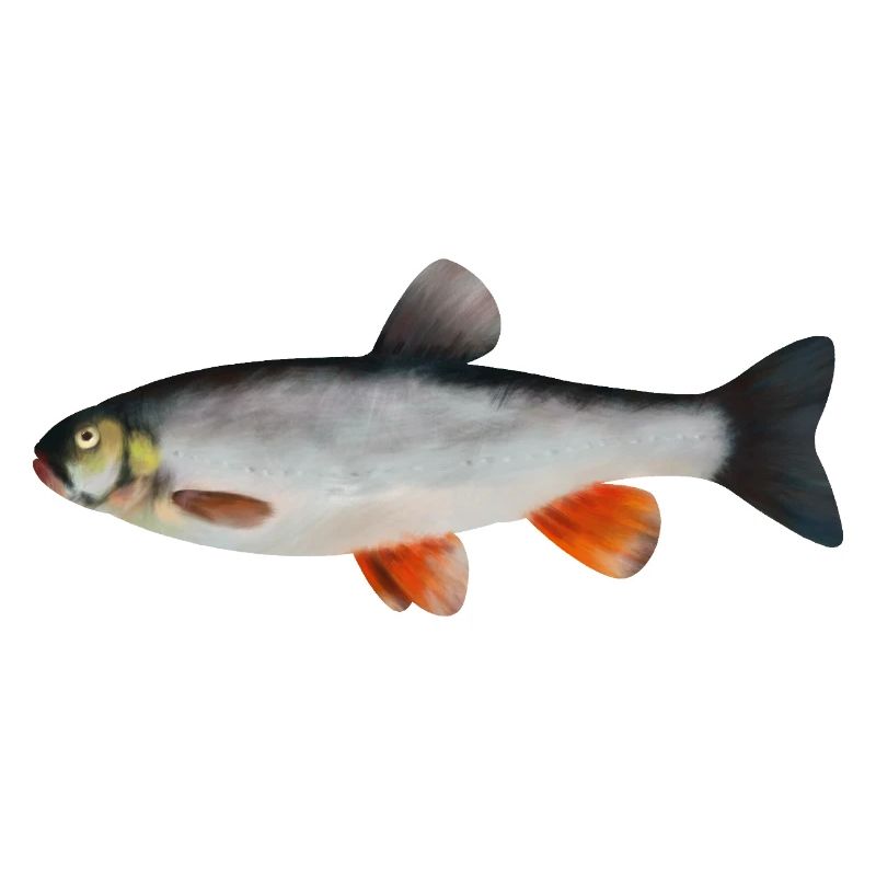 Döbel