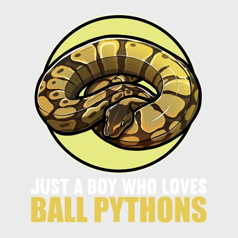 Ball Python Königspythons Königspython