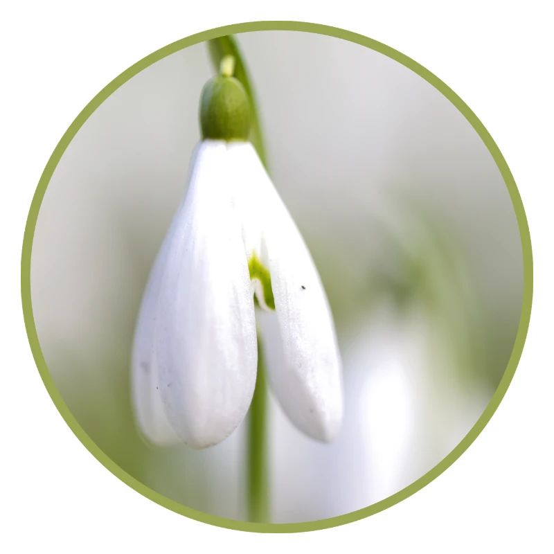 Perce-neige fleur blanche Fleur blanche Éclosion précoce