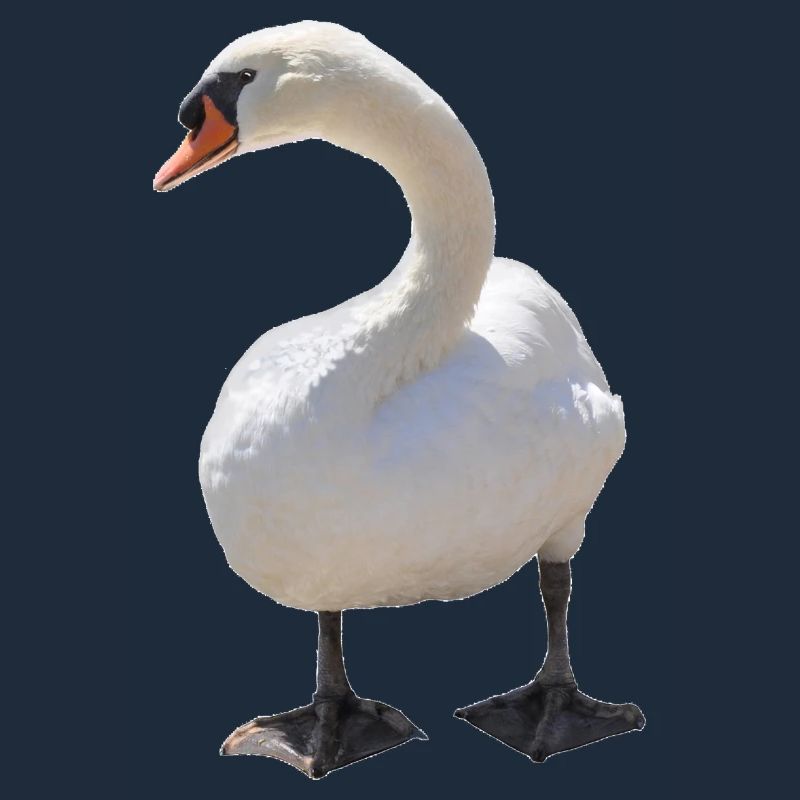 Schwan