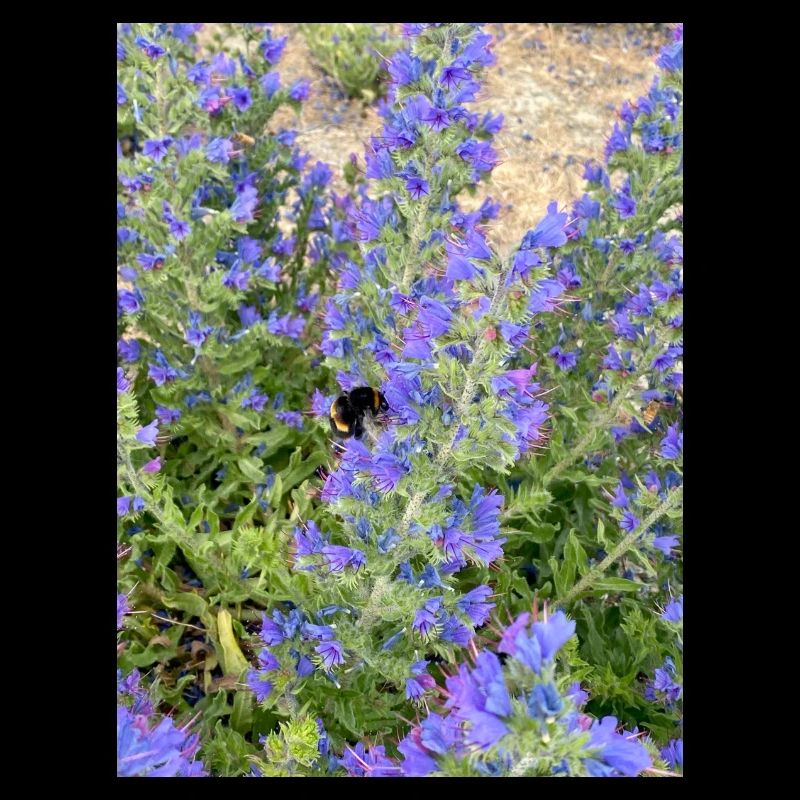 Lilac Blossoms Bee-Friendly Pattern