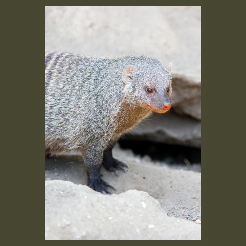 Gebänderte Manguste oder Zebramanguste