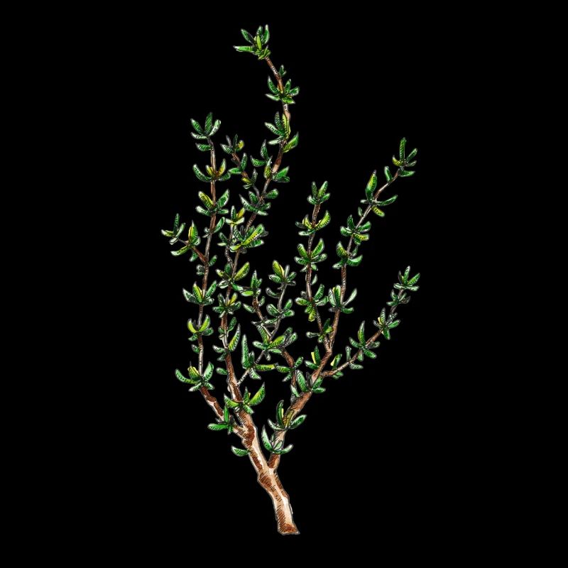 Thymian