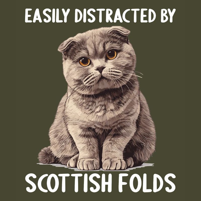 Scottish Fold Kätzchen Scottish Fold Katze