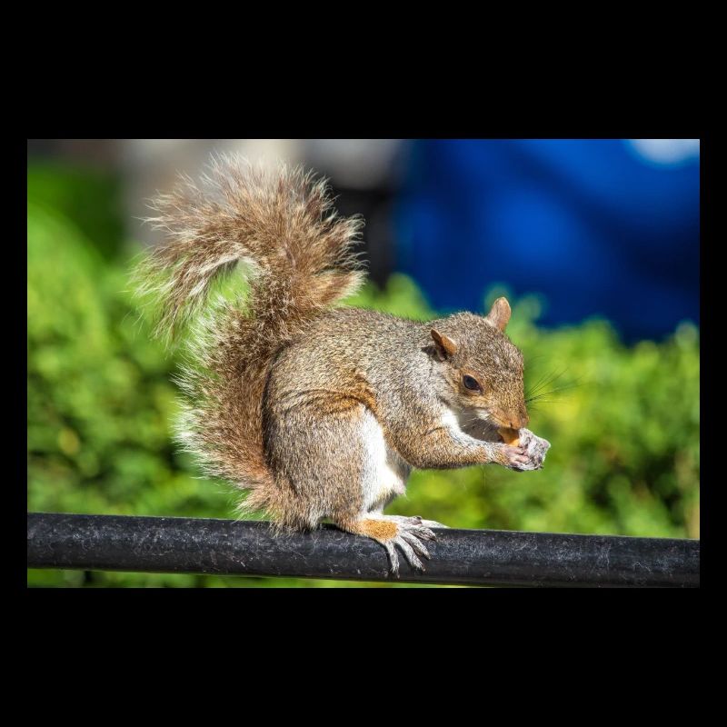 Essen Grauhörnchen Grauhörnchen Sciurus carolin