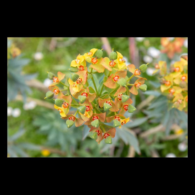 fleur colorée Wolfsmilch (Euphorbia) en fleurs