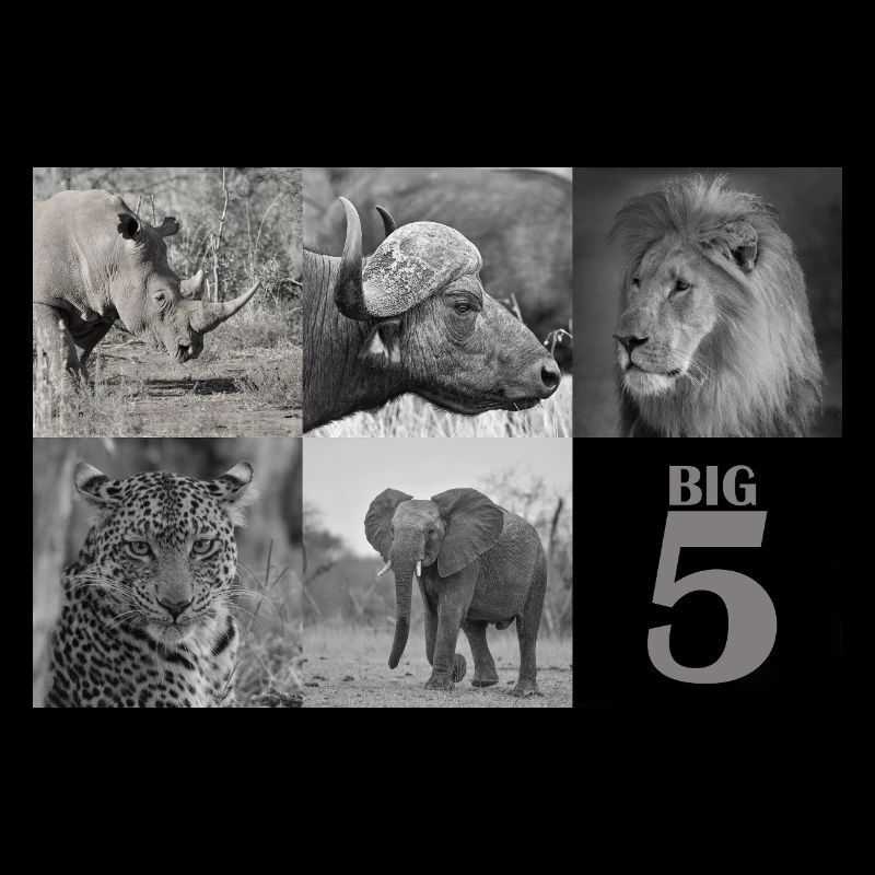Afrikas Big 5