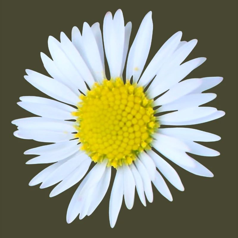 Daisy