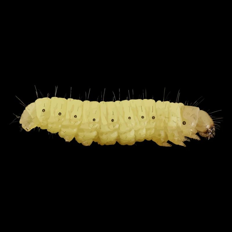 Raupe