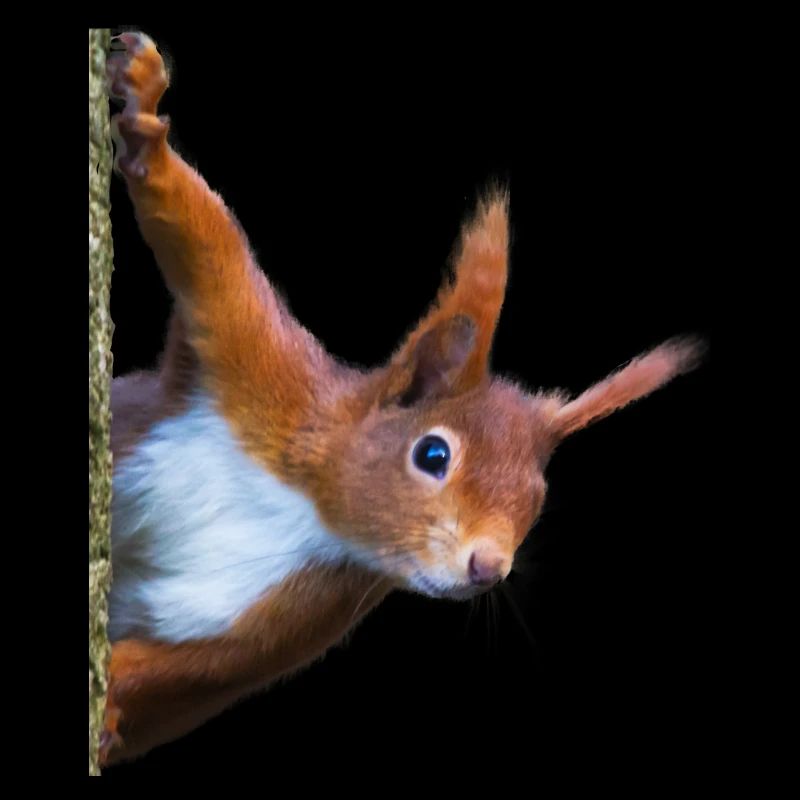 Eichhörnchen