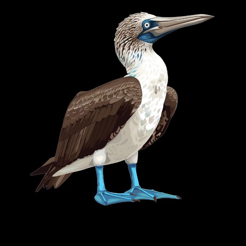 Fou à pieds bleus