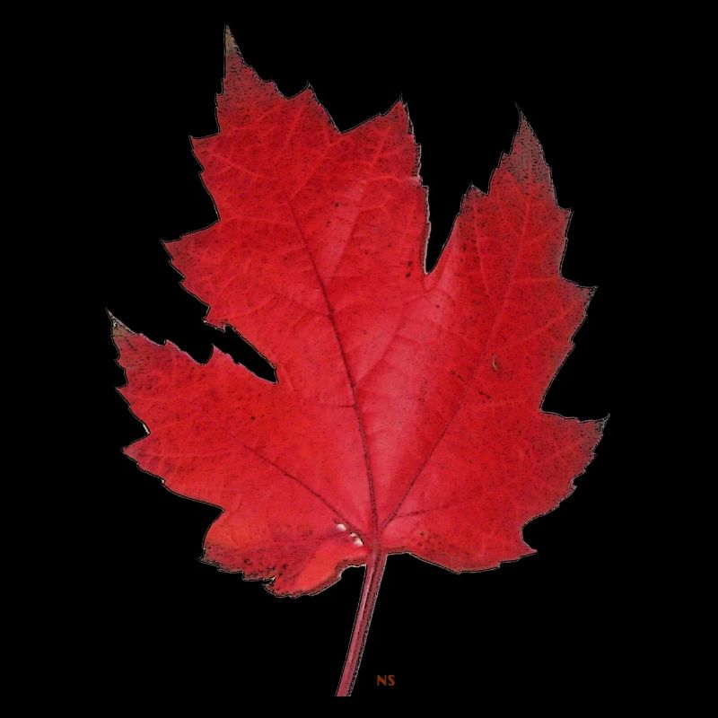 Red maple leaf