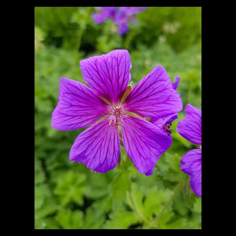 Geranium Brookside in german Storchschnäbel