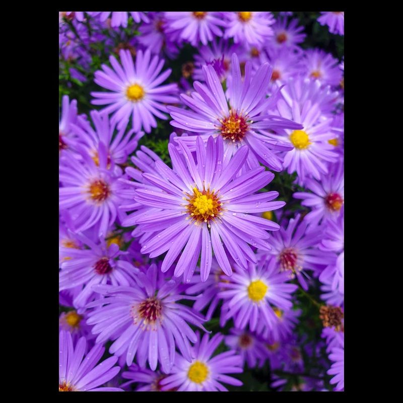 New England aster also hairy Michaelmas-daisy