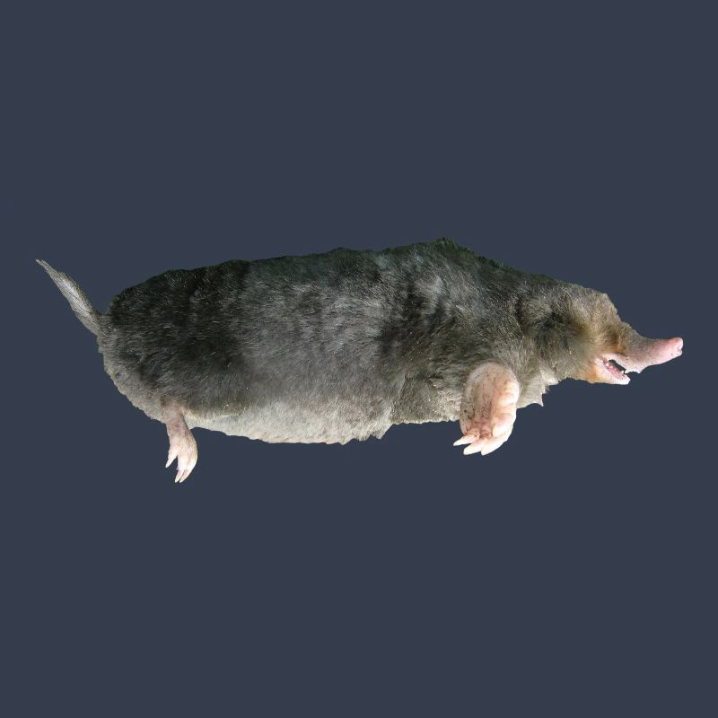 Mole