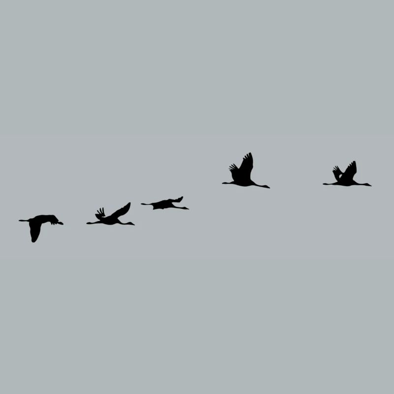 Oiseaux migrateurs Oiseaux