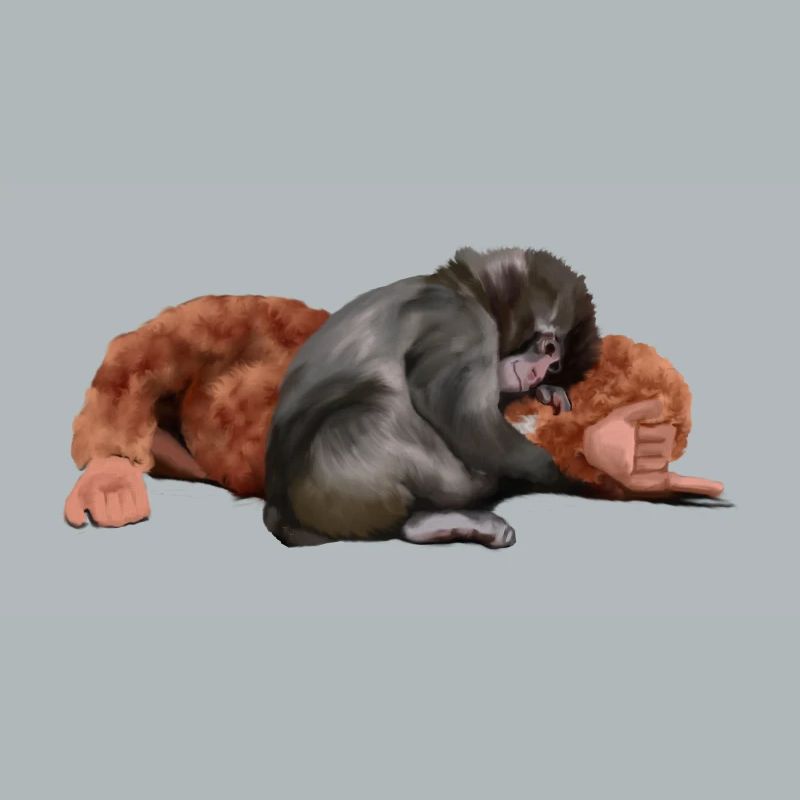 Punch - das Äffchen