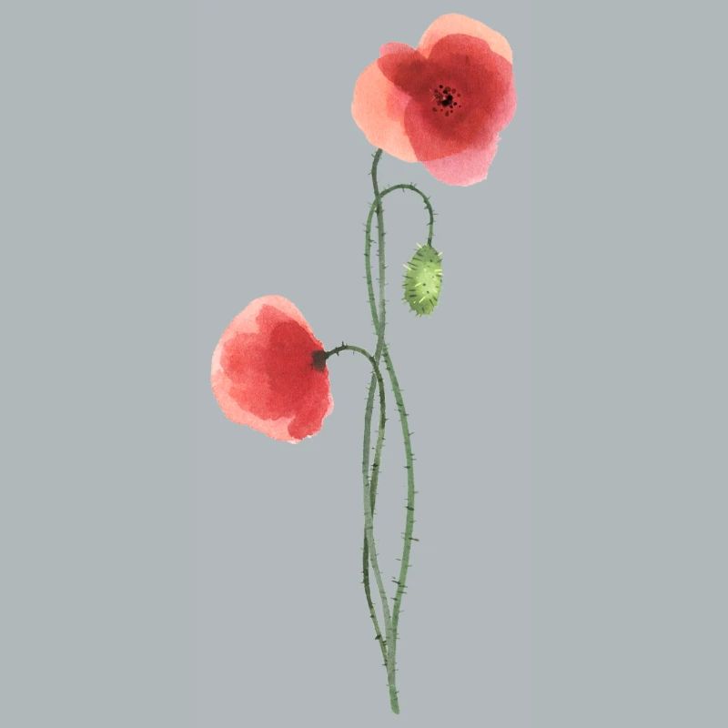 Fleur : coquelicot rouge