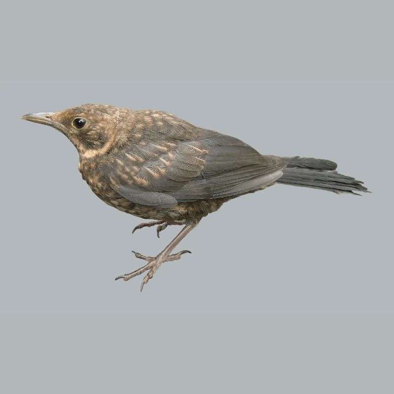Amsel Jungvogel