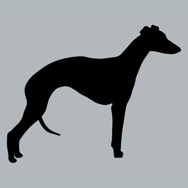 Whippet