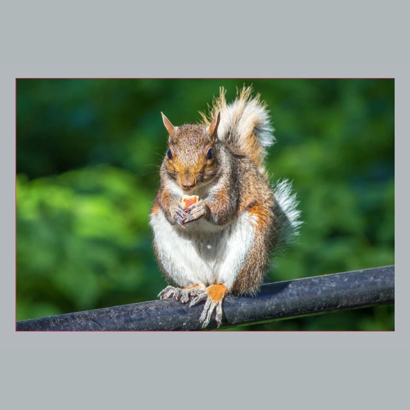 Essen Grauhörnchen Grauhörnchen Sciurus caroline