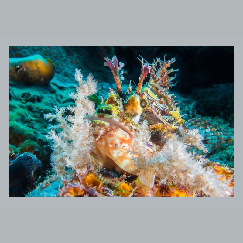 Scorpionfisch