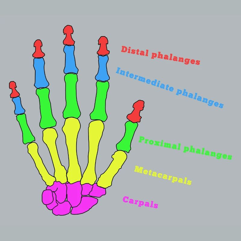 Hand Knochen Anatomie Mensch Evolution Physio