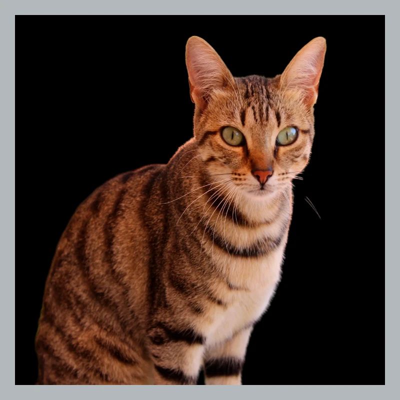 Chat chat chaton doux