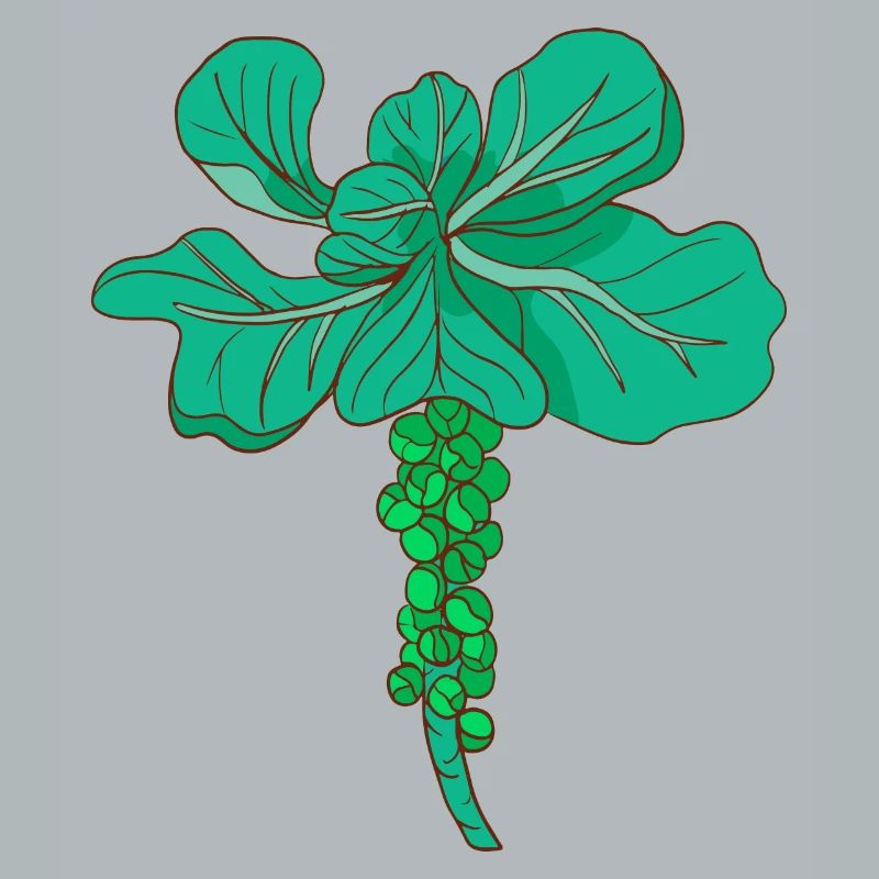 Brussels sprouts Brussels cabbage sprouts cabbage sprouts
