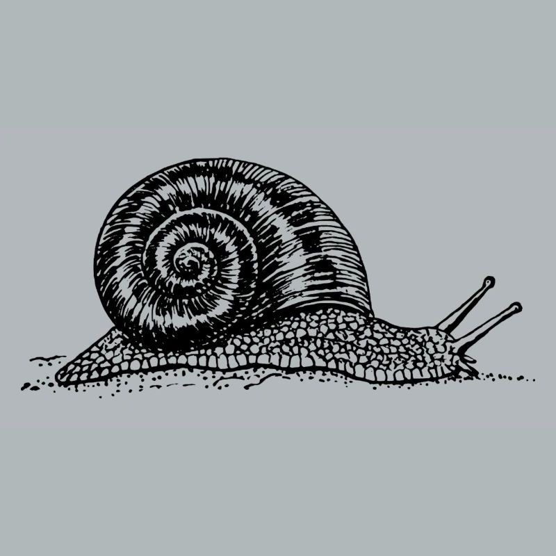 Black and withe snail