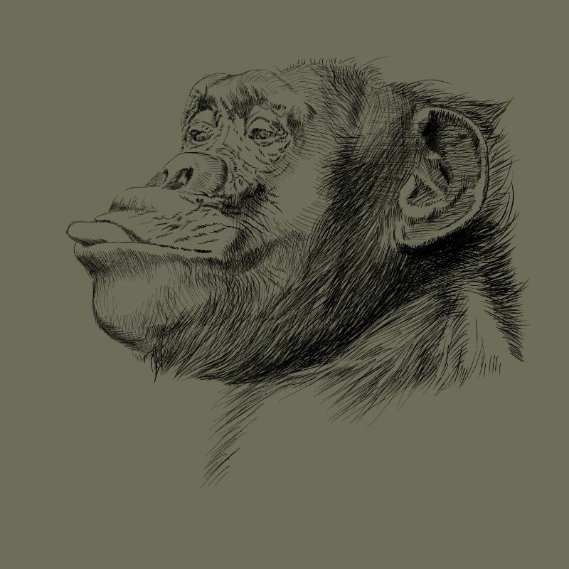 Monkey