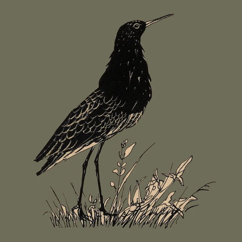 Oiseau