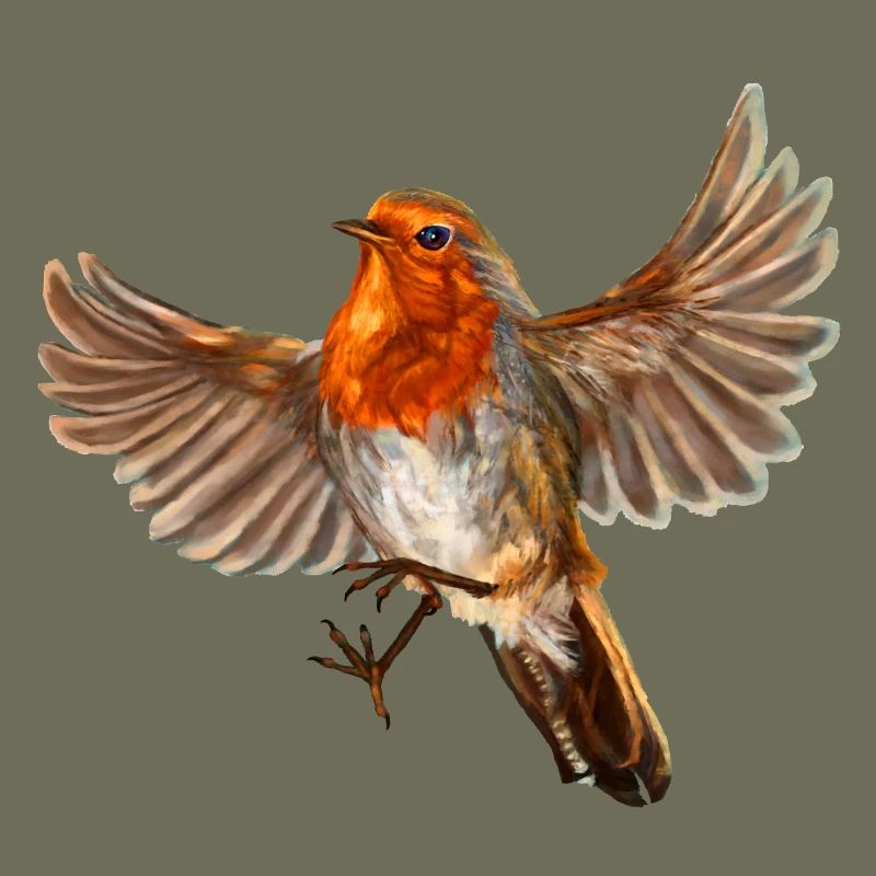 robin bird