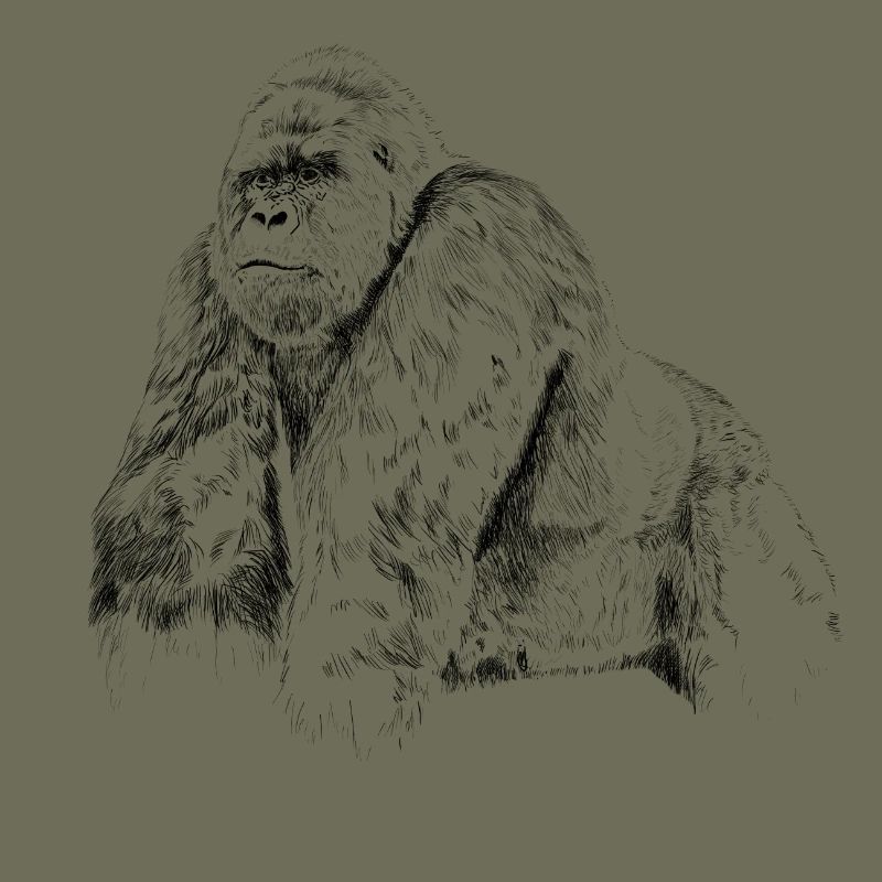 gorilla