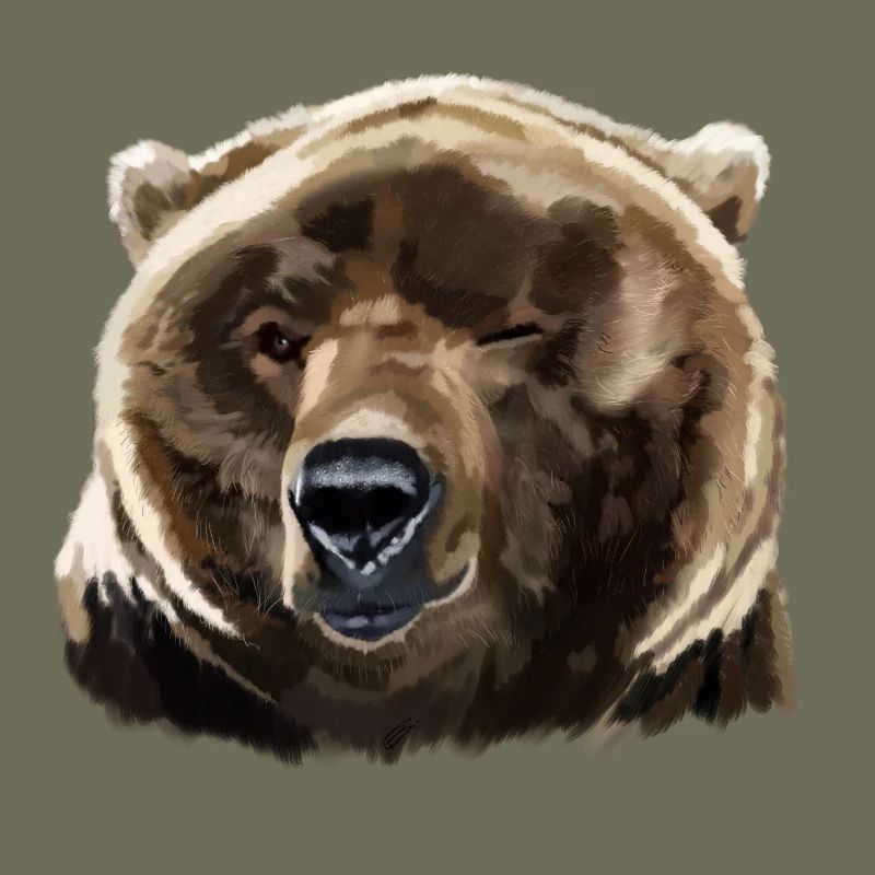 bear