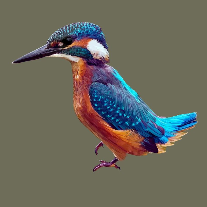 Eisvogel