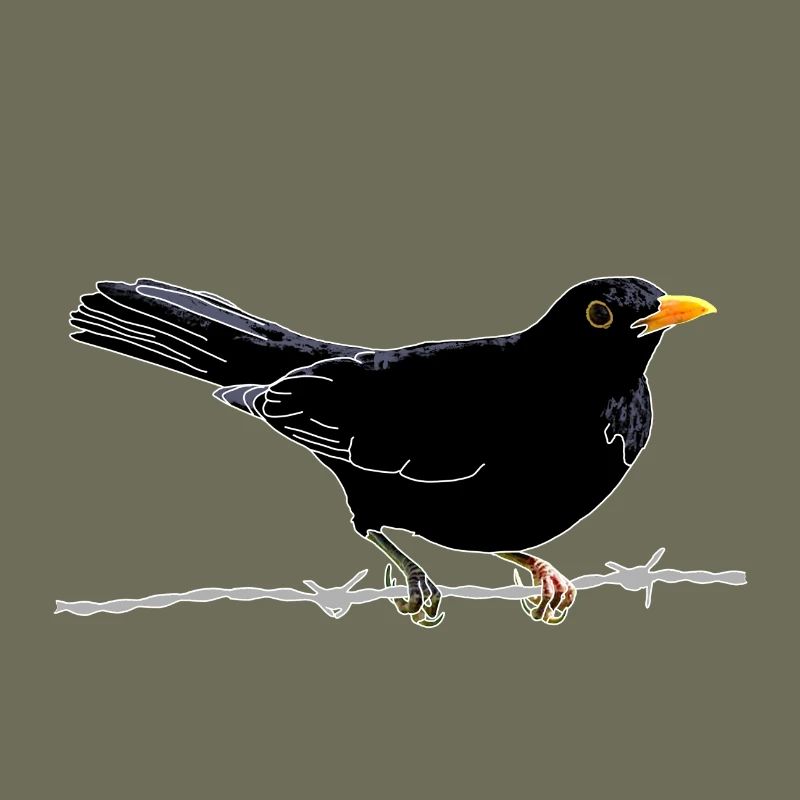 Blackbird on barbed wire
