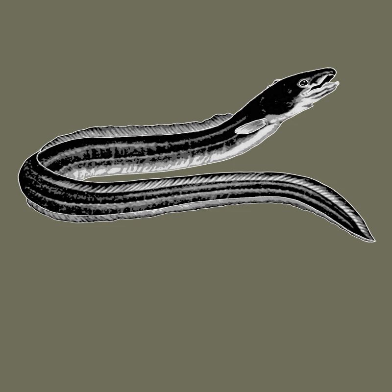 Aal